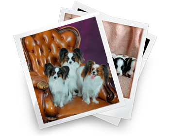 PHOTO-GALLERY