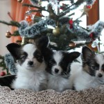 Papillion puppies